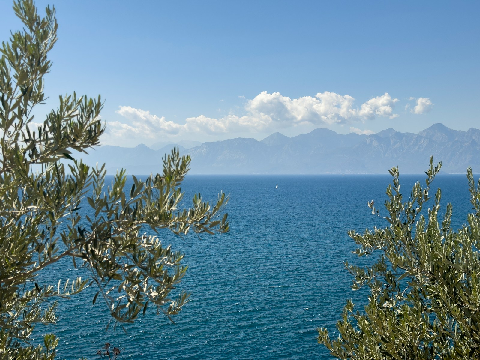 A Mediterranean wellness resort terrace with a long horizon pool framed by ancient olive trees, the deep blue sea visible beyond and white reclining loungers arranged at intervals along the pool edge.