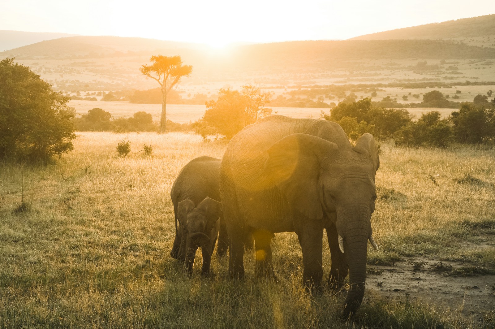 A luxury canvas safari tent in Africa at sunset with the warm orange light of the African sky behind it, a herd of elephants visible in the middle distance crossing a dry riverbed and acacia trees in silhouette.