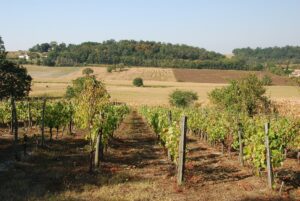 Rangs de vigne sur un coteau crayeux de Champagne avec un village au pied de la pente