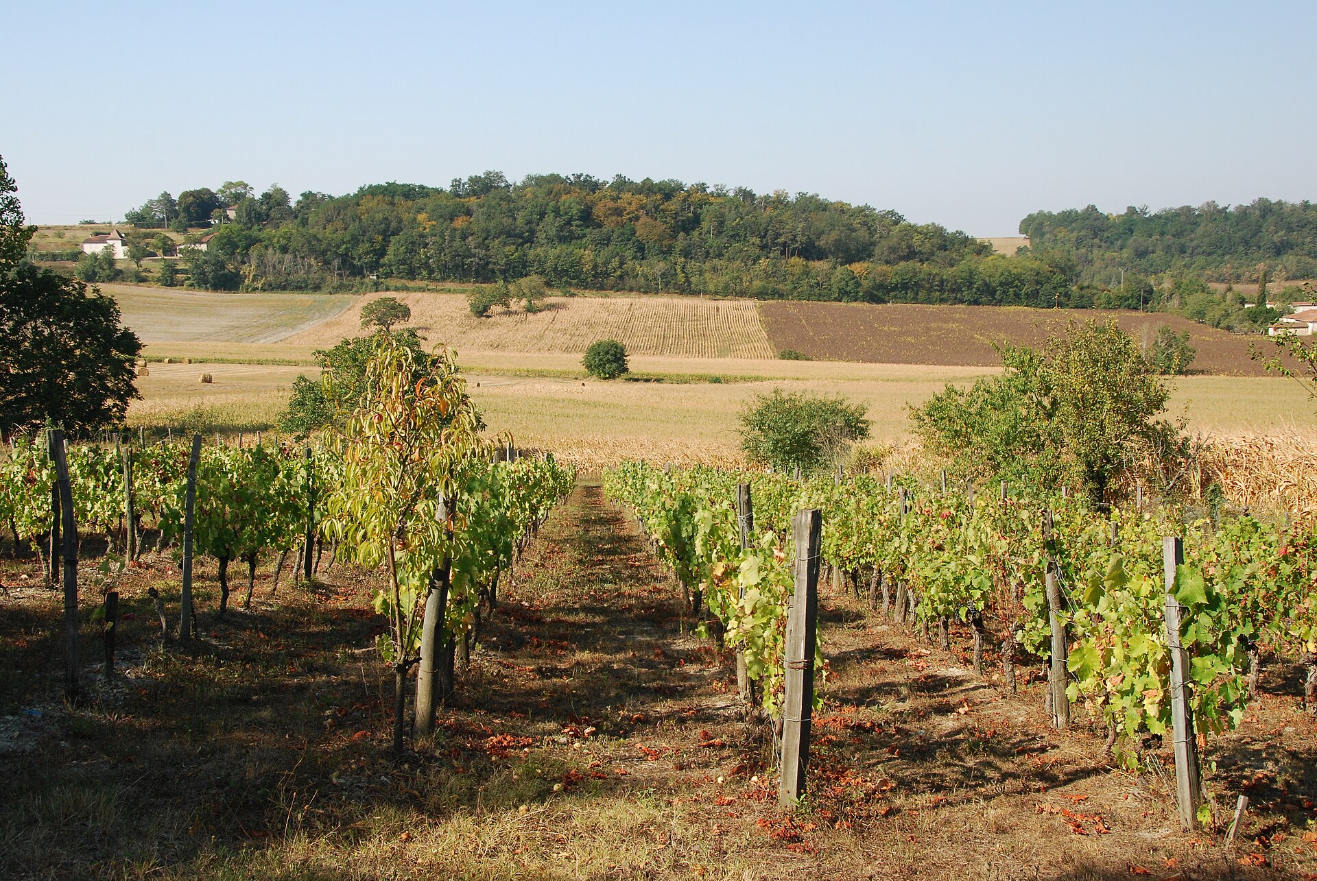 Rangs de vigne sur un coteau crayeux de Champagne avec un village au pied de la pente