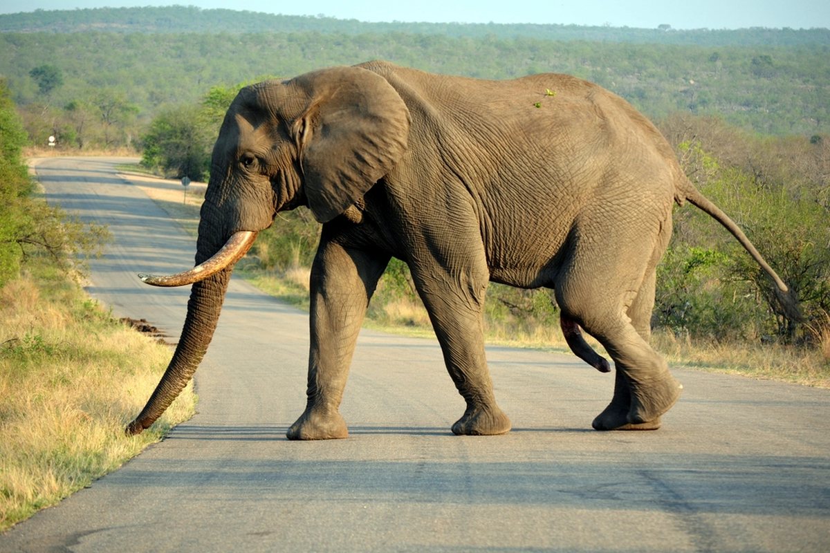 Safari de Luxe en Afrique : Au-delà du Masai Mara