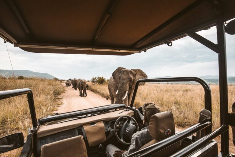 Séjours en safari dans des lodges de luxe en pleine nature