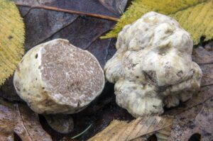 Truffe blanche Alba