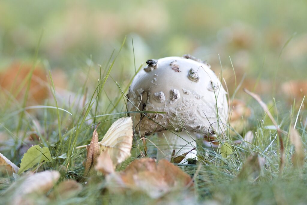 Panier de champignons d'automne posé près de coings et de courges